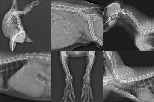 動物・ペットのレントゲン画像